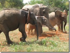 orphans & ex orphans at soil bath (4)