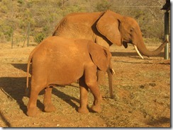 Shimba & Silango