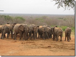 ex orphans at the stockade water trough (1)
