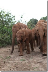 Naipoki walking with the herd IMG_0343