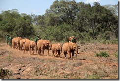 Orphans running for milk IMG_0011 (4)