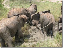 field mud bath (4)