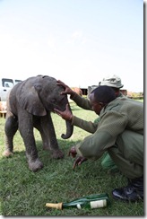 Abdi and Leleruk who fly to the Nanyuki airstrip to take over the rescue of the calf from KWS inspect his wound Abdi and Leleruk who fly to the Nanyuki airstrip to take over the rescue of the calf from KWS inspect his wound