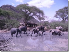 ex orphans enjoying wallowing
