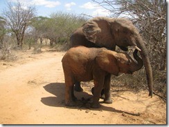 galana escorting kilaguni (3)