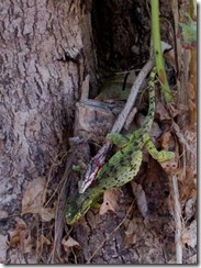 clip_image034