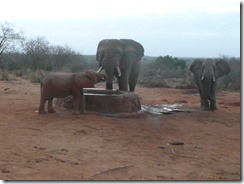 ithumbah, rafiki & wild elephant (1)
