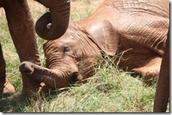 Mutara IMG_8413 (1)