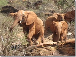 Mzima on the lead (2)