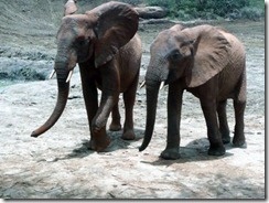 galana & sunyei