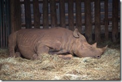 Max sleeping IMG_1140 (1)