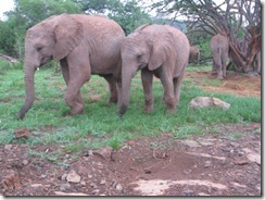 olare & kalama feeding