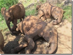 Lempaute lft & Siria lying on a rock (2)