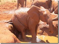 Taveta enjoying a scratch on the walls (2)