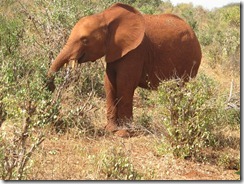 Taveta