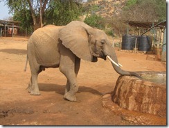 kora (1)