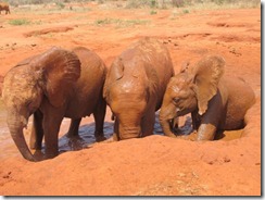 Dabasa lft, Rombo & Layoni taking their front position in wa