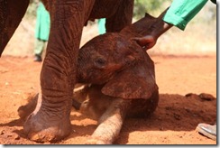 Kithaka playing with Mutara watching over him IMG_6018 (11)