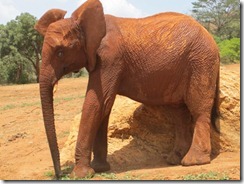 Lesanju on a show off rock scratching game (1)