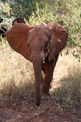 Murera
