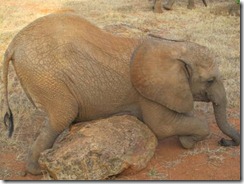 kibo scratching (1)