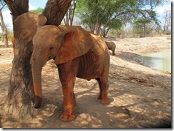 melia scratching