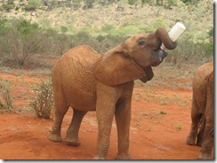 Kivuko on milk