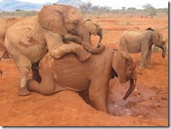 Layoni riding onto Taveta (1)