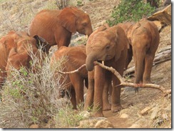 Lesanju lifting a fallen branch frm the road