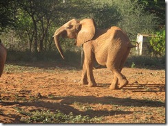 Shira running to join voi orphans (1)