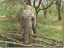 chyulu (1)