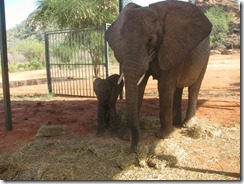 mulika & her baby in stockade (7)