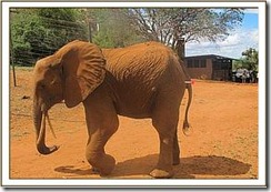 ndara1