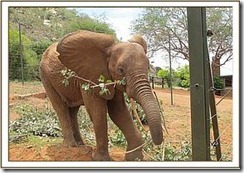 ndara4