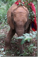 Bomani IMG_9707