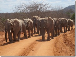 ex orphans heading for mud bath