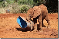 Kwale playing IMG_0844 (2)