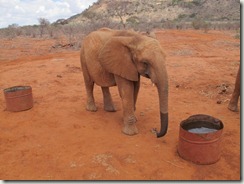 Tasia drinking water