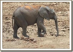 kandecha