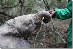 Lemoyian IMG_1043 (2)