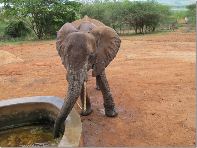 Ndara drinking at the stkd (4)