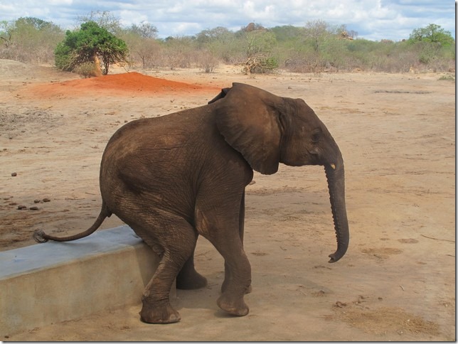 chemi chemi scratching