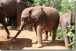 Faraja IMG_3480 (5)