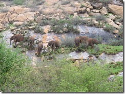 orphans feeding on a rocky terrain