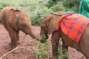 Kithaka & Lemoyian