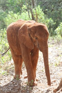 LimaLima