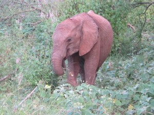 Kainuk