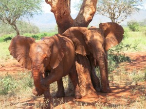Layoni & Ndii