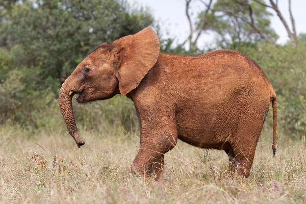 Nelion