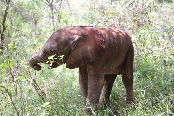 Shujaa